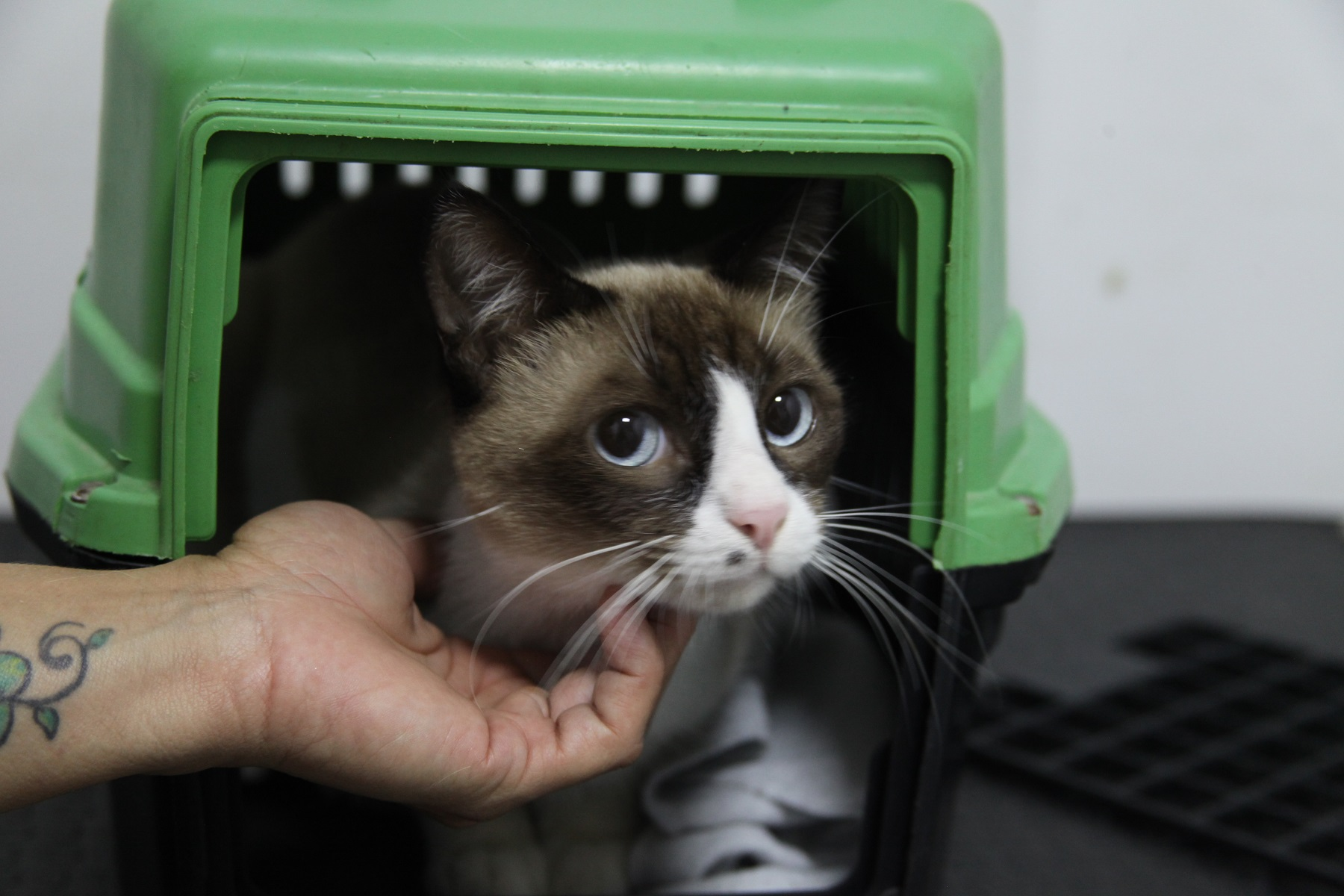 Prefeitura de São Gonçalo reabre pré-agendamento para castrações de cães e gatos
