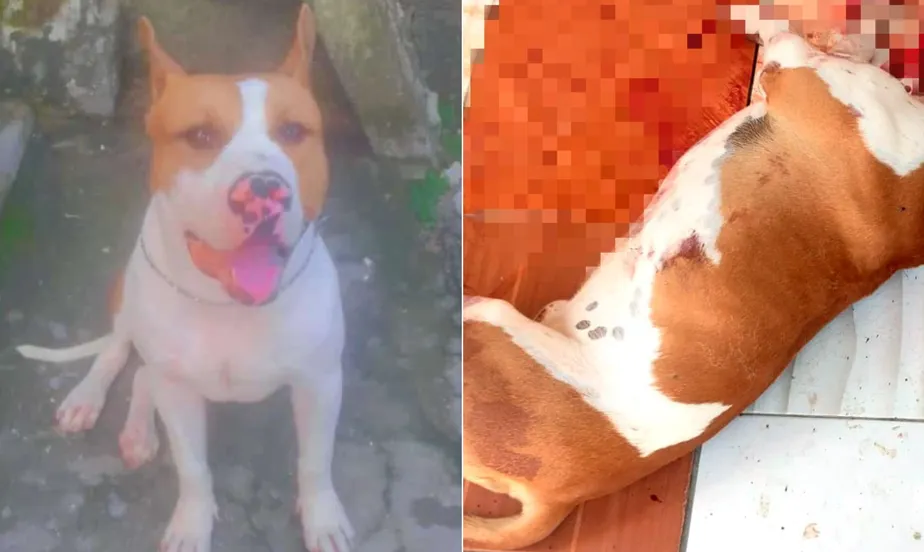 Cachorro pitbull é morto a tiros por agentes da Polícia Civil em São Gonçalo