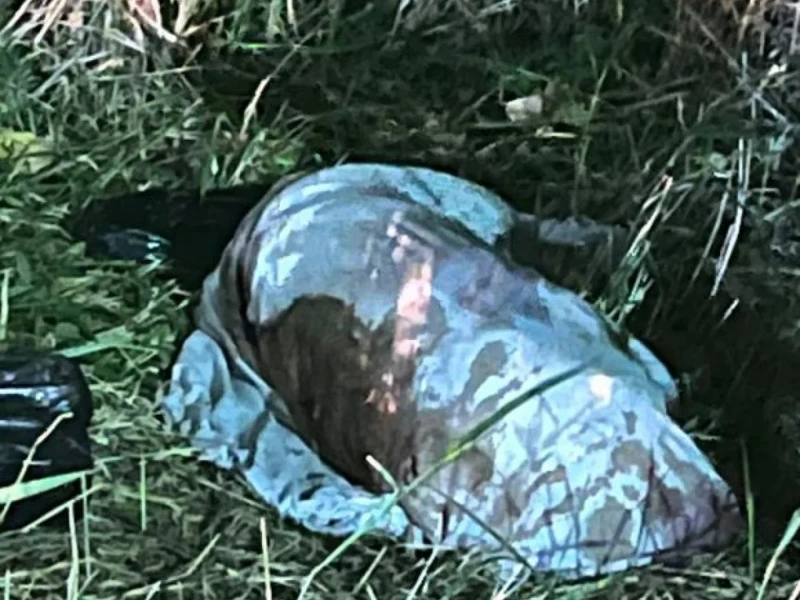 Cachorros mortos são encontrados abandonados próximos à Praia do Forte em Cabo Frio